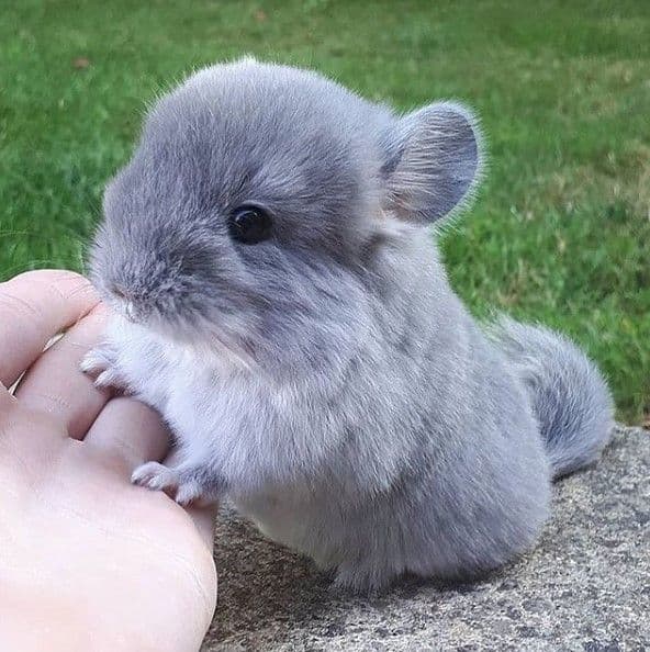 Chinchillas Chinchillas