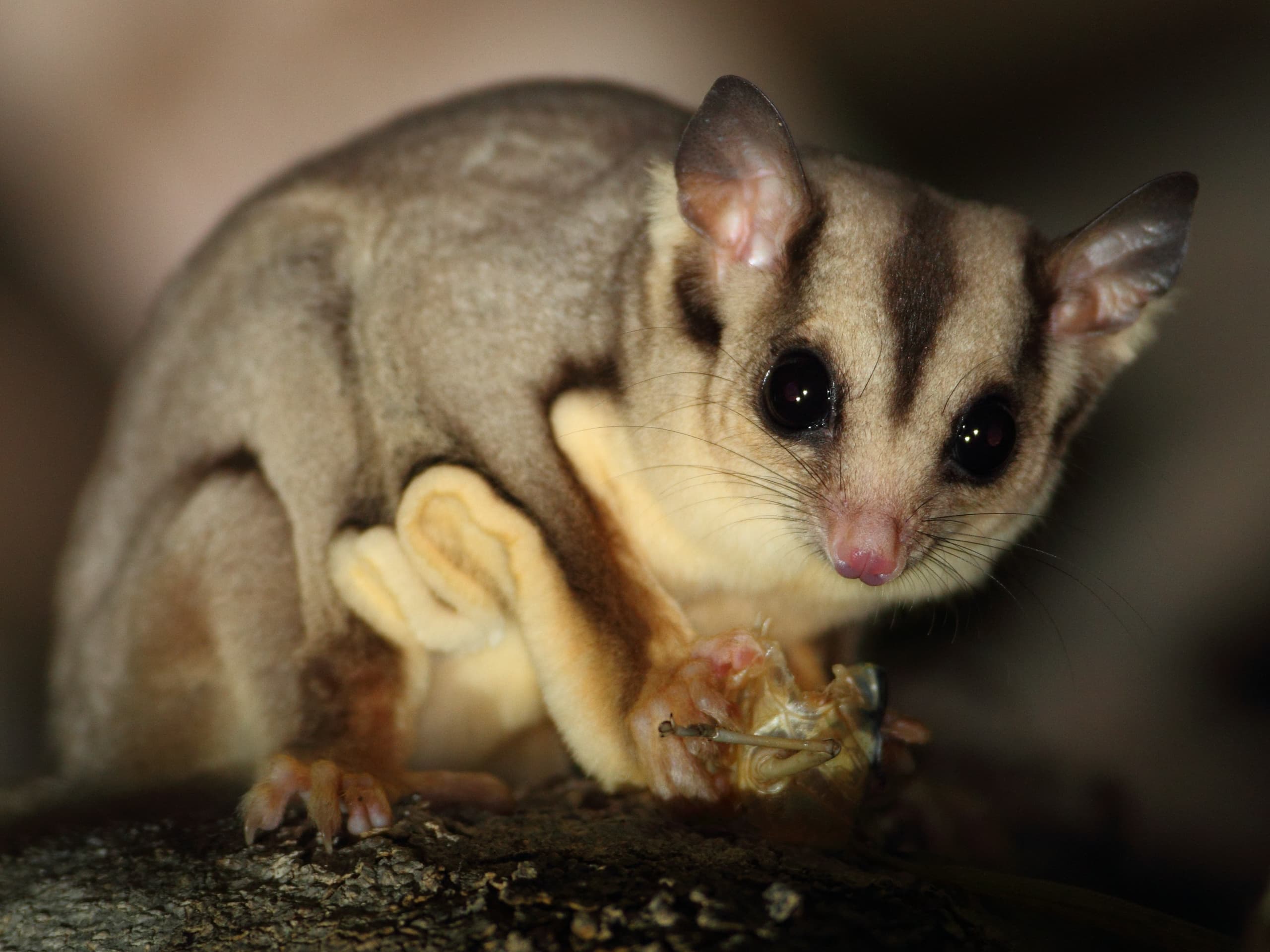 Sugar glides Sugar glides