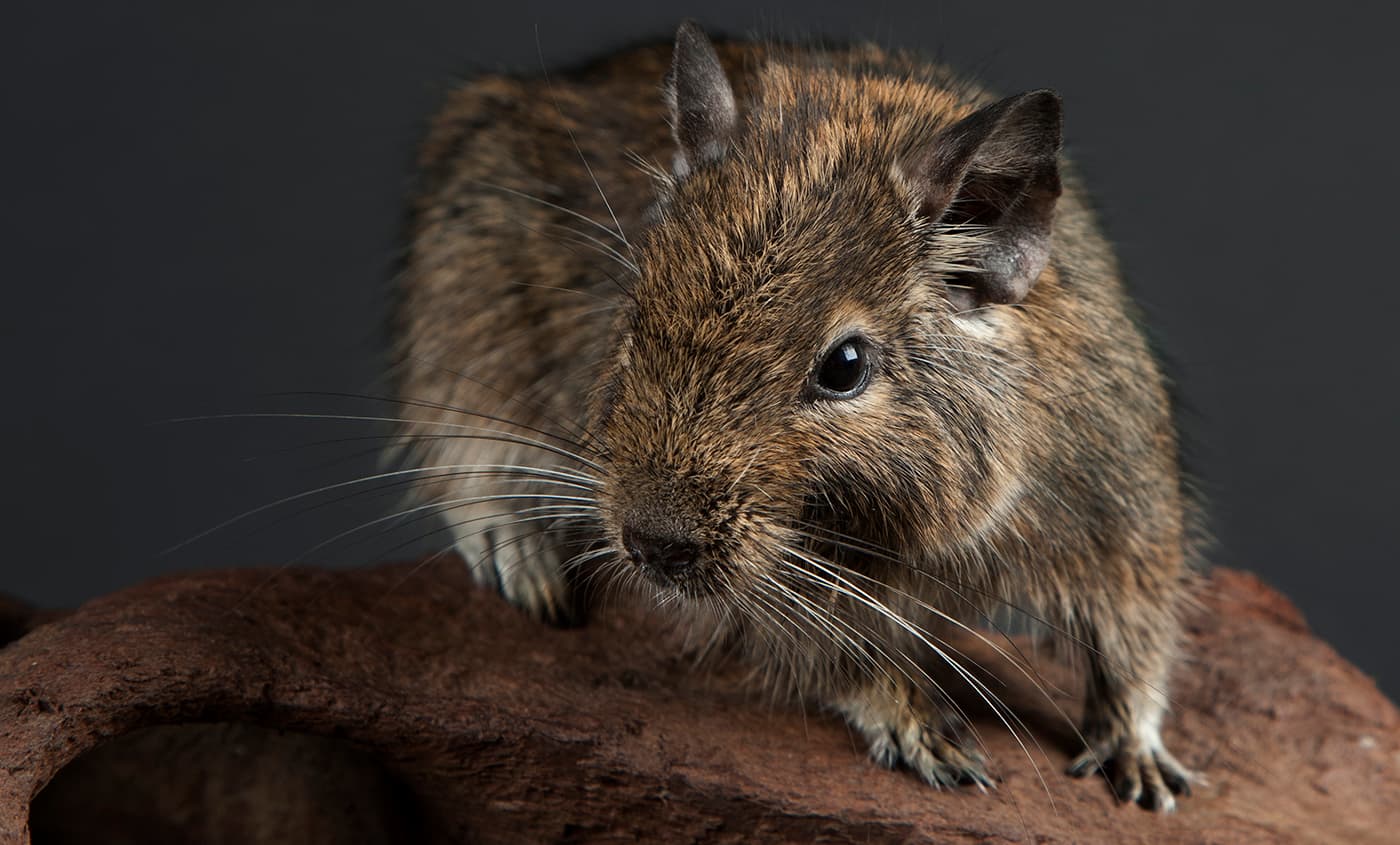 Degus Degus