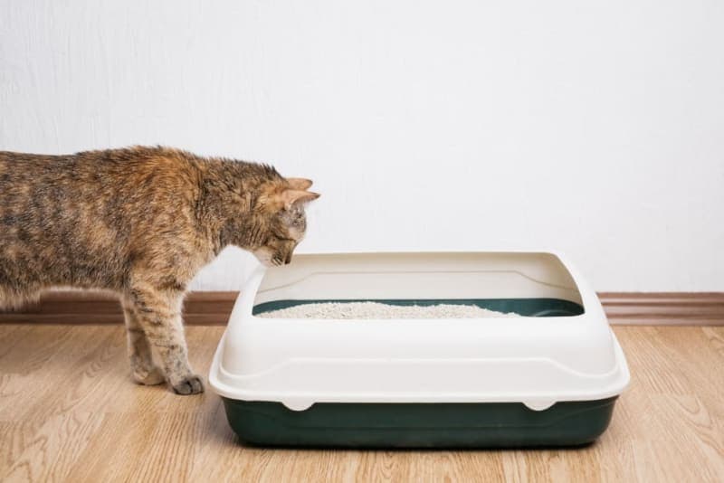 Constipation in Cats: What to Do Constipation in Cats: What to Do