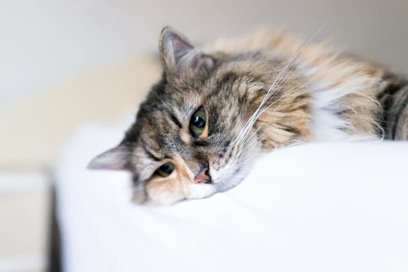 My Cat Won't Stop Vomiting: What to Do & When to Worry My Cat Won't Stop Vomiting: What to Do & When to Worry