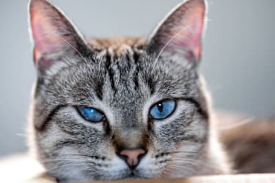 Cataracts in Cats Cataracts in Cats