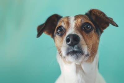 Bad Breath in Dogs: Causes & Remedies Bad Breath in Dogs: Causes & Remedies