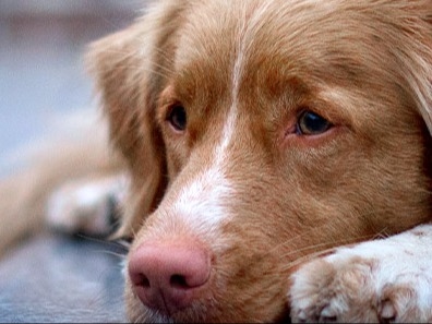 Palmyra Animal Clinic About Us Hero Image Palmyra Animal Clinic About Us Hero Image