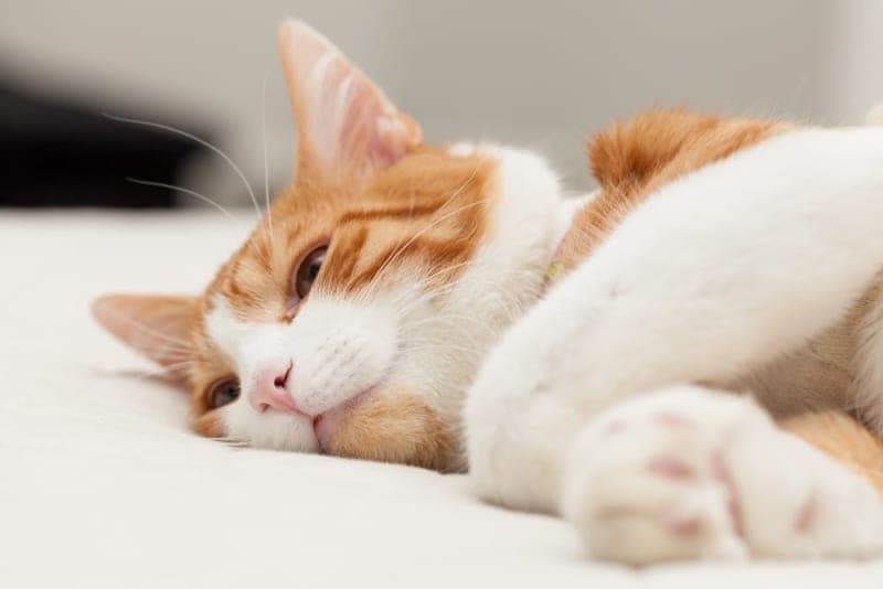Signs of Pain in Cats & What Can Help Signs of Pain in Cats & What Can Help