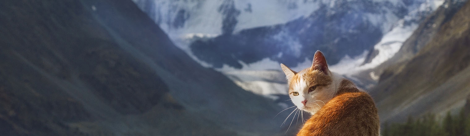 Cortaro Farms Pet Hospital Cortaro Farms Pet Hospital