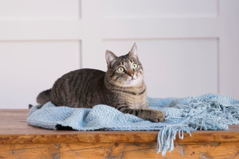 How Long Can You Leave a Cat Alone? How Long Can You Leave a Cat Alone?