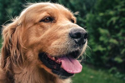 Bad Breath in Dogs: Causes & Remedies Bad Breath in Dogs: Causes & Remedies