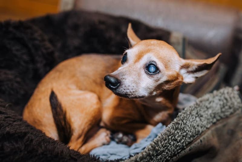 Cataract Surgery for Dogs Cataract Surgery for Dogs