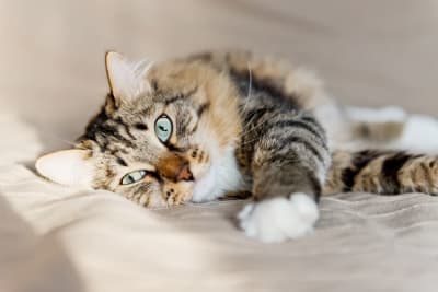 Constipation in Cats: Symptoms, Causes & Treatment Constipation in Cats: Symptoms, Causes & Treatment