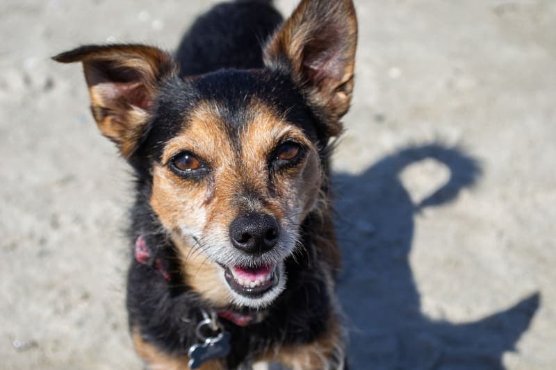 What shots do dogs need to be boarded? What shots do dogs need to be boarded?