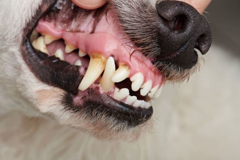 Cavities in Dogs: Symptoms, Causes & Treatment Cavities in Dogs: Symptoms, Causes & Treatment