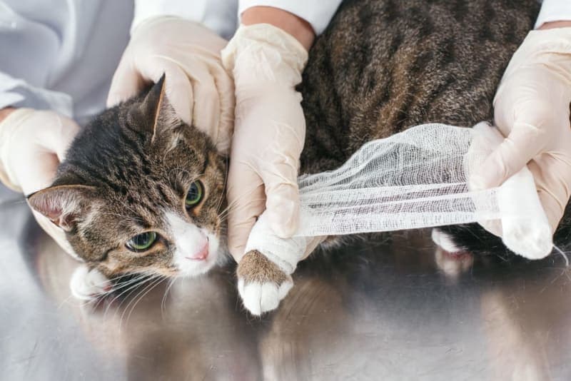 Cat Wound Care 101: The Complete Guide Cat Wound Care 101: The Complete Guide