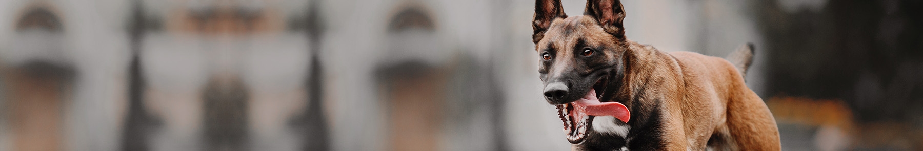 thomasville-veterinary-hospital-banner-3 thomasville-veterinary-hospital-banner-3