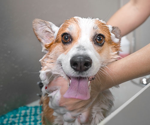 dog in bath dog in bath
