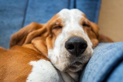 Anesthesia for Dogs Anesthesia for Dogs