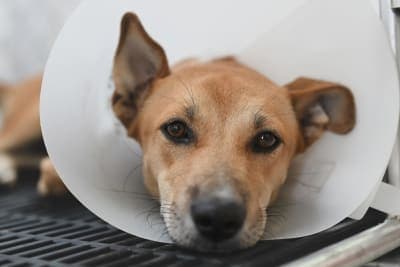 Dog Knee Surgery Dog Knee Surgery