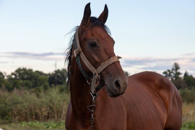 Gastric Ulcer Syndrome in Horses: Causes, Symptoms & Treatment Gastric Ulcer Syndrome in Horses: Causes, Symptoms & Treatment