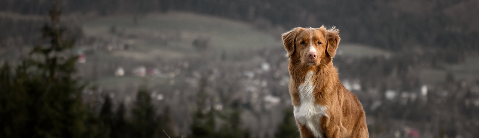 New Hope Animal Hospital New Hope Animal Hospital