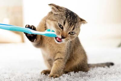 Cat Teeth Cleaning: How to Clean Your Cat's Teeth Cat Teeth Cleaning: How to Clean Your Cat's Teeth