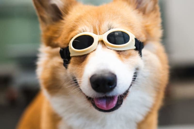 Benefits of Cold Laser Therapy For Dogs Benefits of Cold Laser Therapy For Dogs