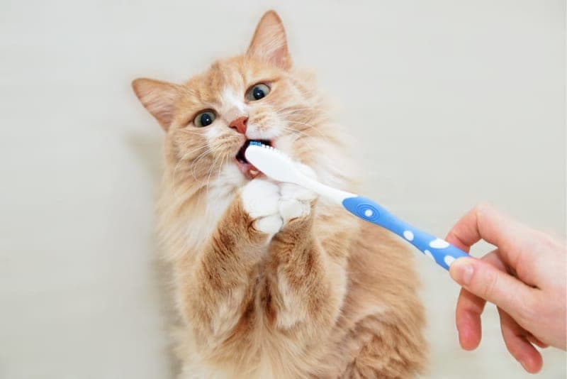 Common Cat Dental Problems Common Cat Dental Problems