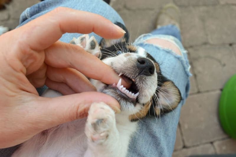 Teething Puppies: Tips & Tricks Teething Puppies: Tips & Tricks