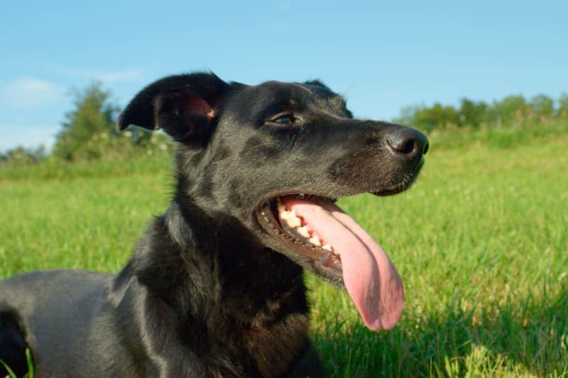 Why is my dog drooling? Why is my dog drooling?