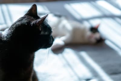 Does my cat need a friend? Does my cat need a friend?