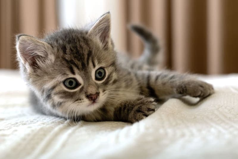 How to Take Care of a Kitten: Complete Guide How to Take Care of a Kitten: Complete Guide