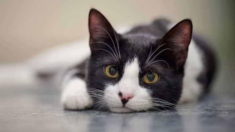 Why is My Cat Limping? Why is My Cat Limping?