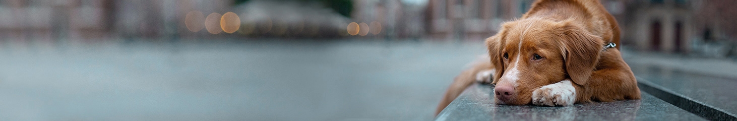 thomasville-veterinary-hospital-banner-3 thomasville-veterinary-hospital-banner-3