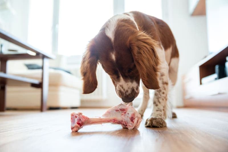 Dog Bone Safety: Can dogs eat bones? Dog Bone Safety: Can dogs eat bones?