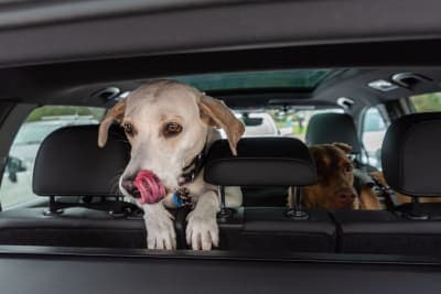 Road Trip With Your Dog: Everything You Should Know Road Trip With Your Dog: Everything You Should Know