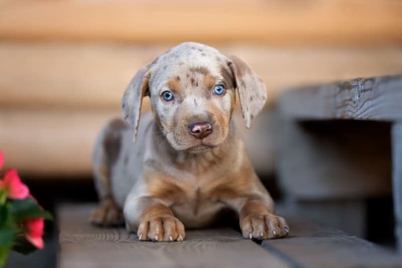 Types of Anemia in Dogs Types of Anemia in Dogs