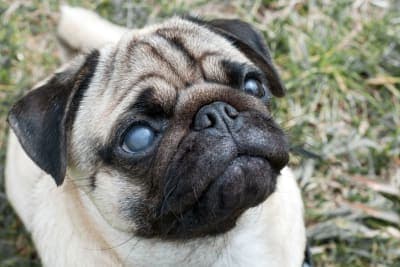 Cataract Surgery for Dogs: What You Should Know Cataract Surgery for Dogs: What You Should Know