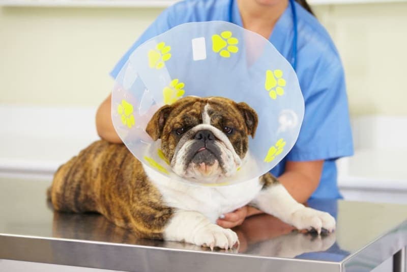 TPLO Surgery for Dogs TPLO Surgery for Dogs