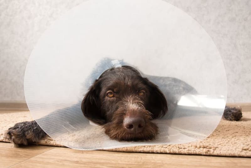 FHO Surgery in Dogs FHO Surgery in Dogs