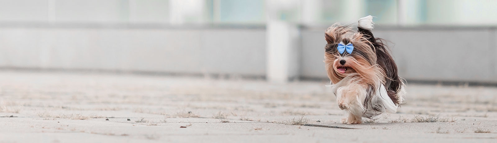 thomasville-veterinary-hospital-banner-3 thomasville-veterinary-hospital-banner-3