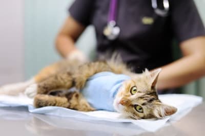 Cat Recovering from Surgery: How to Help Them Get Better Cat Recovering from Surgery: How to Help Them Get Better