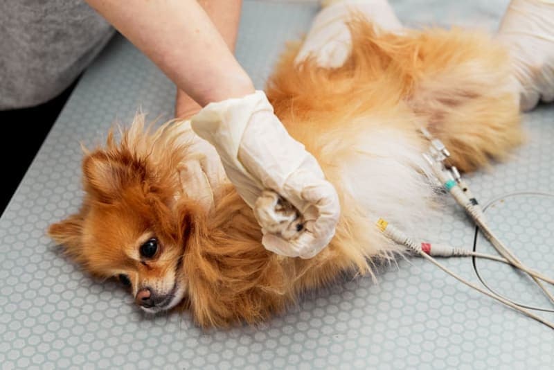 ECG for Pets: When Is It Needed? ECG for Pets: When Is It Needed?