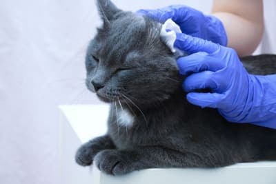How To Clean Your Cat's Ears: Complete Guide How To Clean Your Cat's Ears: Complete Guide