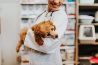 Behavioral Health: Anxiety & Stress During Routine Pet Wellness Exams Behavioral Health: Anxiety & Stress During Routine Pet Wellness Exams