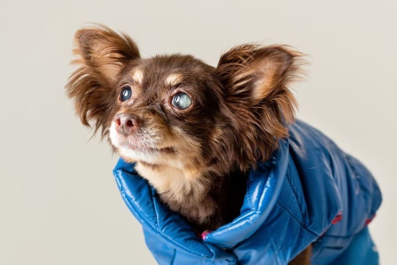 Cataract Surgery for Dogs Cataract Surgery for Dogs