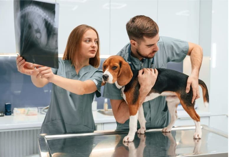 Diagnostic Imaging for Dogs & Cats Diagnostic Imaging for Dogs & Cats