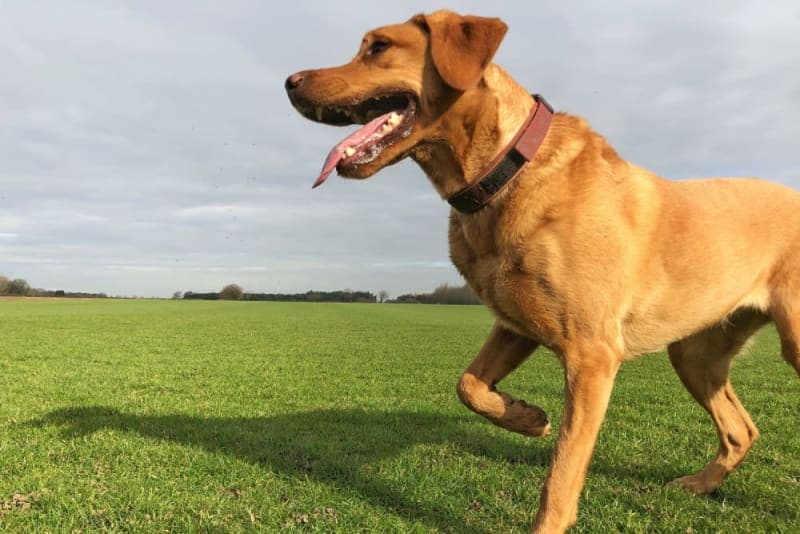 Cruciate Ligament Rupture in Dogs Cruciate Ligament Rupture in Dogs