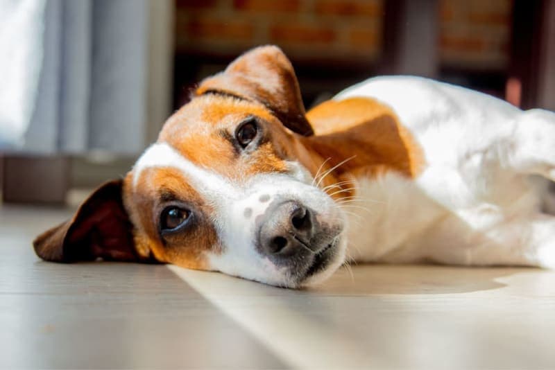 Vaccine Reactions in Dogs: Everything You Should Know Vaccine Reactions in Dogs: Everything You Should Know