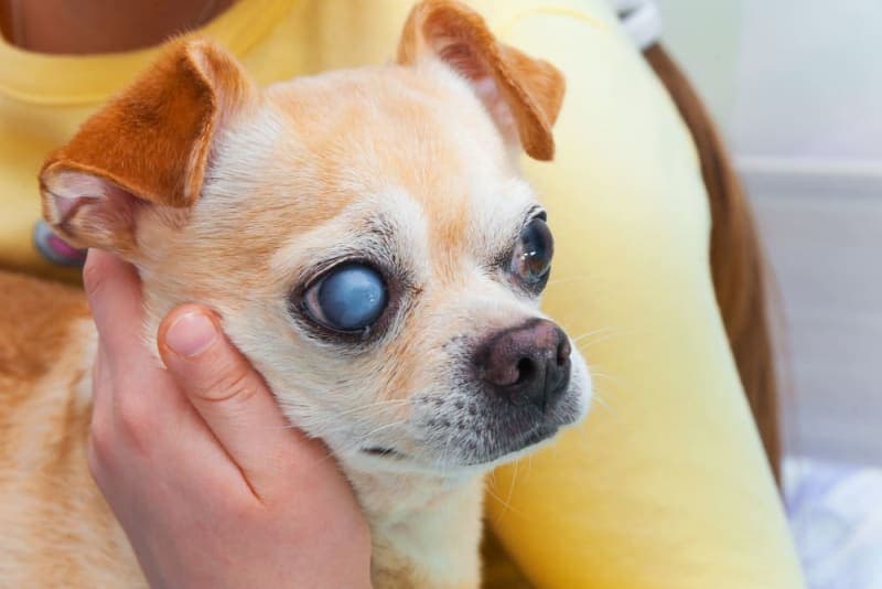 Cataract Surgery for Dogs: What You Should Know Cataract Surgery for Dogs: What You Should Know