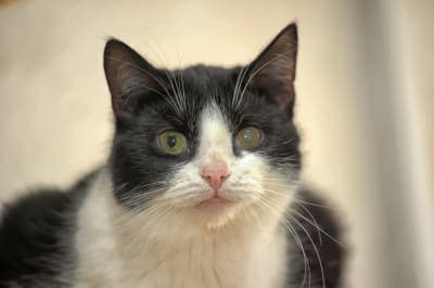 Cataracts in Cats Cataracts in Cats