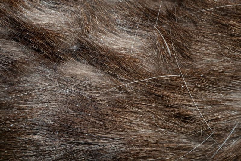 Dandruff in Dogs: Causes & Treatment Dandruff in Dogs: Causes & Treatment